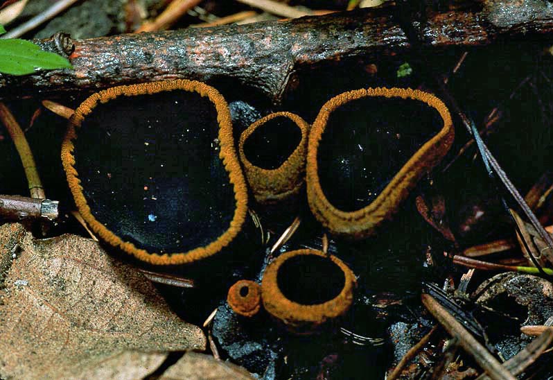 Plectania melastoma